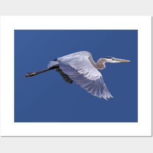 Great Blue Heron Posters and Art